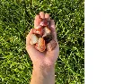 Carnelian tumbled stones.webp