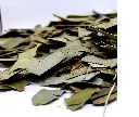 eucaluptus_leaves_whole.webp