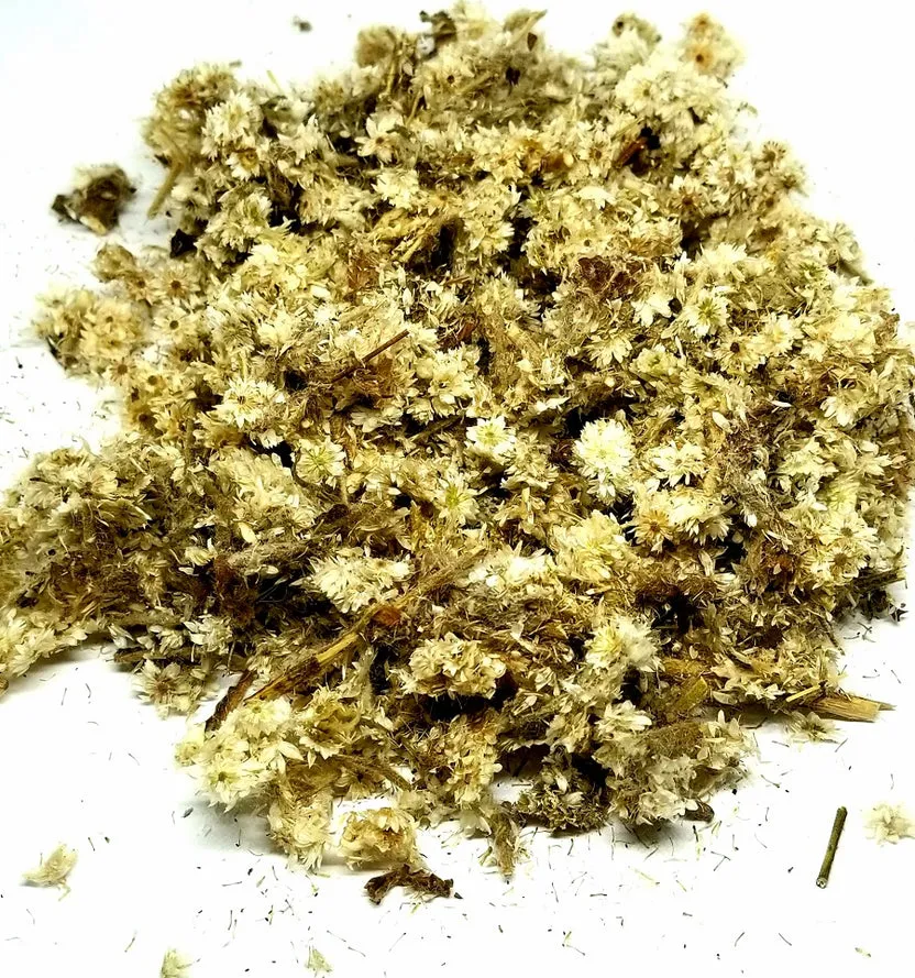 Gordo_lobo_Mullein_flowers_healingifts.webp