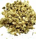 Gordo_lobo_Mullein_flowers_healingifts.webp