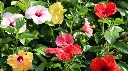hibiscus_flowers.webp