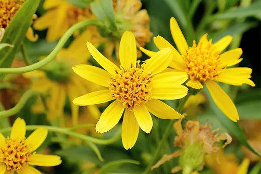 chamomile_flowers_healingifts yellow.webp