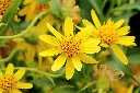 chamomile_flowers_healingifts yellow.webp