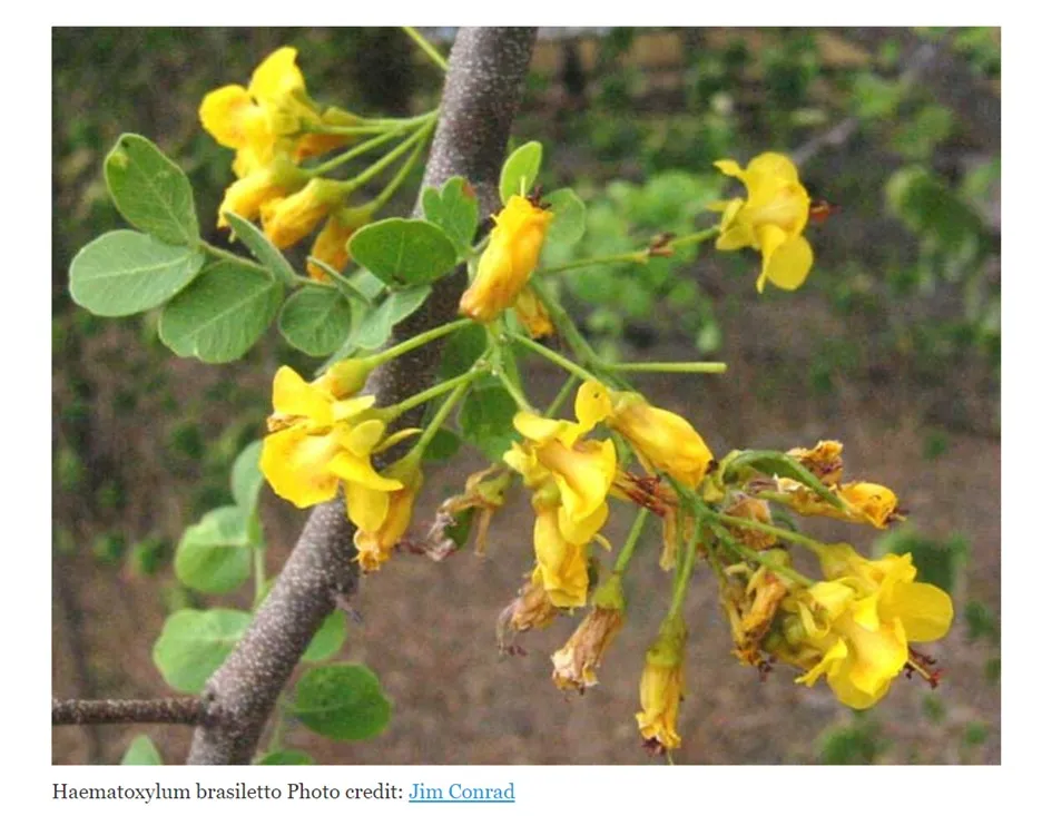 Haematoxylum_brasiletto plao brasil tree.webp