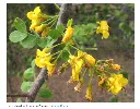 Haematoxylum_brasiletto plao brasil tree.webp