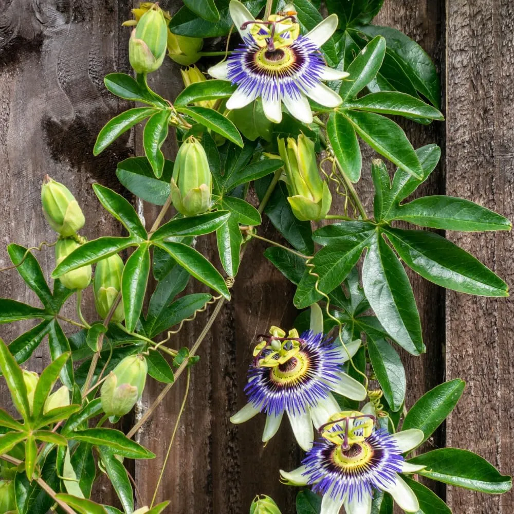 passion flowers.webp