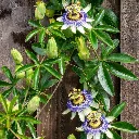 passion flowers.webp