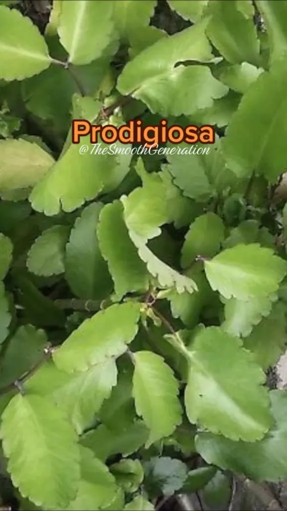 prodigiosa kalanchoe plant.webp