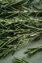 unsplash_DI7nHnvUNsI_rosemary.webp