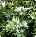 hierba_del_sapo.webp