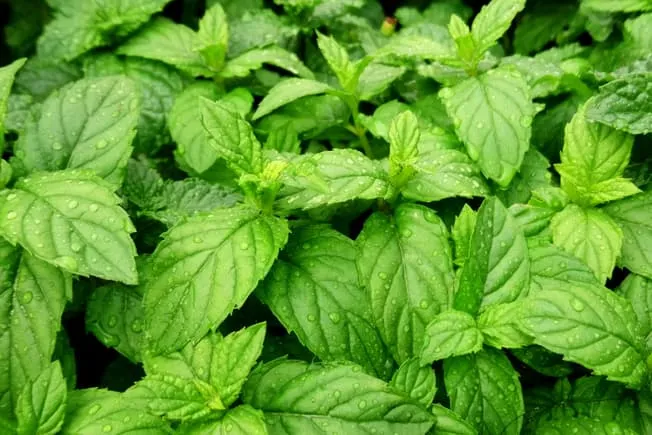 peppermint_fresh_leaves.webp