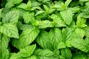 peppermint_fresh_leaves.webp
