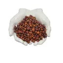 Uva_Ursi_berries.webp