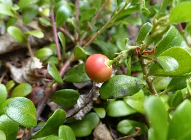 bearberry-berry_uva_ursi_Pinguica_healingifts.webp