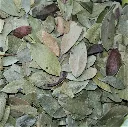 uva_ursi_leaves_healingifts.webp