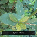 089836504036-frontier-coop-bay-leaf-whole-organic-50403-PDP-8.jpg?optimize=medium&bg-color=255,255,255&fit=bounds&height=&width=&canvas=: