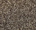 Black_cohosh_.webp