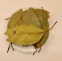 avocado_leaves.webp