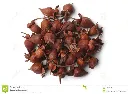 Linden (Tila Estrella )