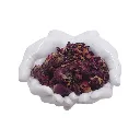 Rose (Rosa Castilla)  flower buds whole