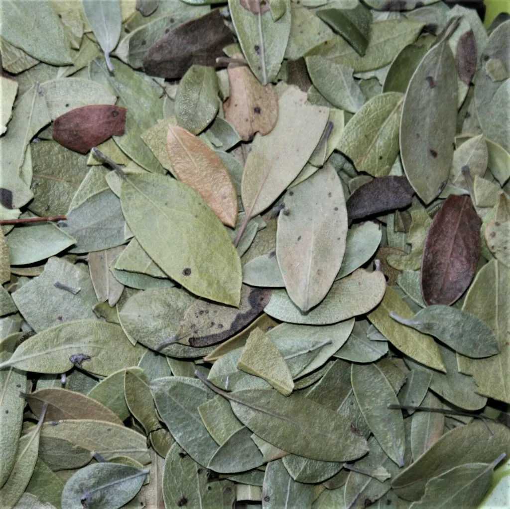 Kinnikinnick Cut & Sifted | Premium Arctostaphylos uva-ursi | HealinGifts