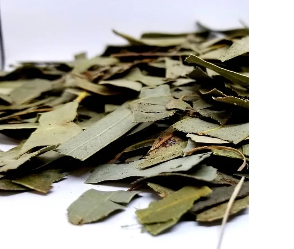 Eucalyptus Leaves | Premium Dried Eucalyptus Globulus | HealinGifts