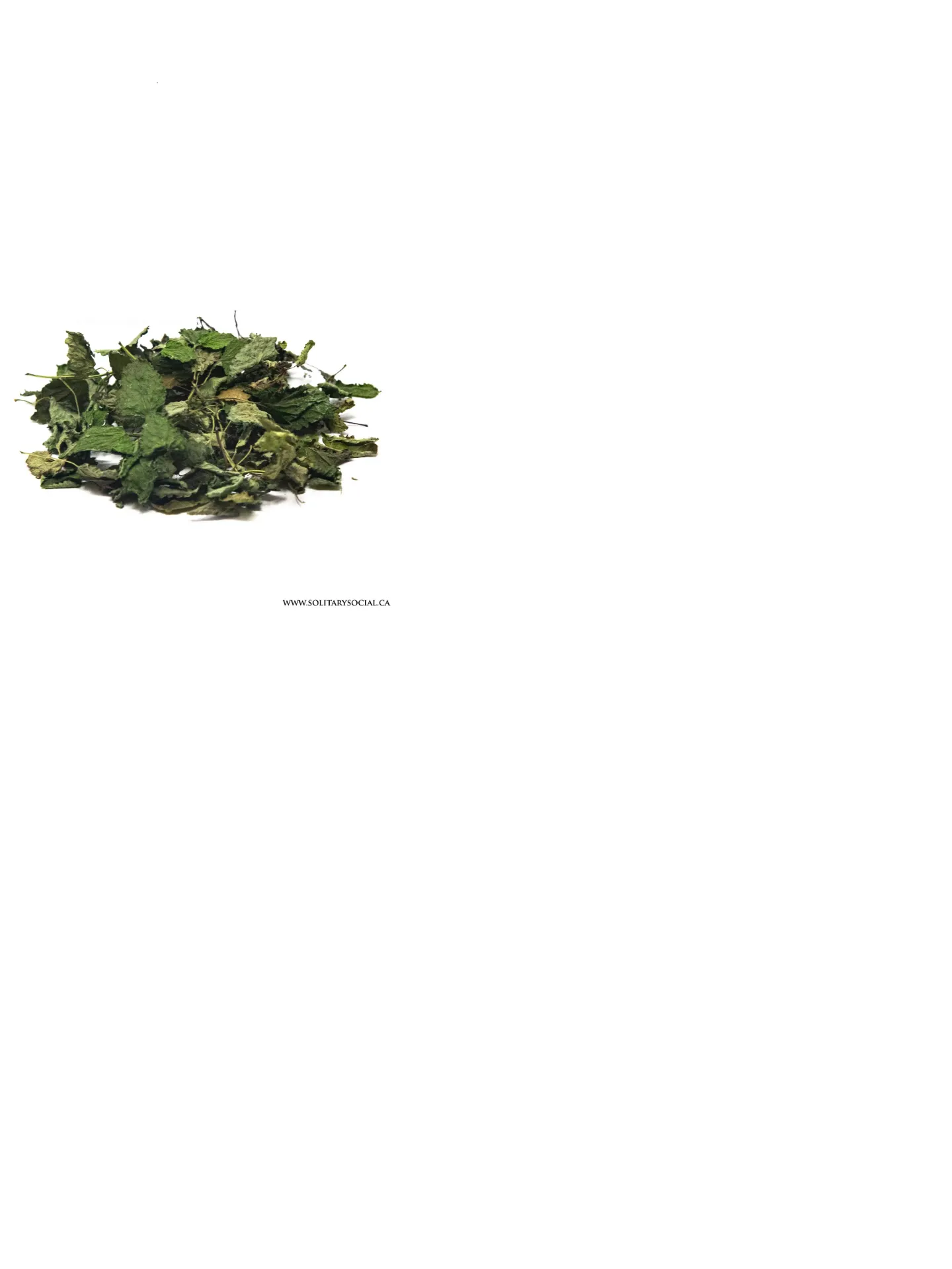 Lemon Balm Torongil Melissa