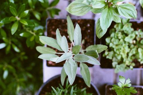 Natural wellness